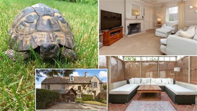 عاجل| السلحفاة هرقل بـ 18.5 مليون جنيه (صور)