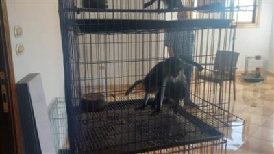 بالصور تفاصيل سقوط متهم يتاجر في حيوانات نادرة  بالإسكندرية