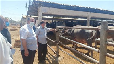السكرتير المساعد بأسيوط يتفقد مشروع الثروة الحيوانية بأبنوب والفتح