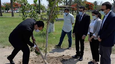 محافظة الإسماعيلية: زراعة عدد من الشجيرات بالطريق الدائري 
