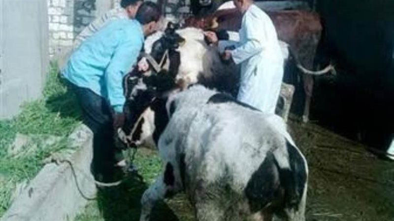 علاج وتحصين المواشي