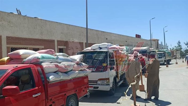 توريد القمح