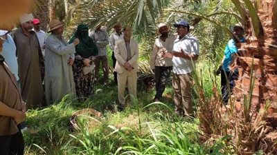 ندوات إرشادية لخدمة النخيل بالوادي الجديد