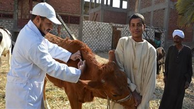  تحصين 421108  رأسًا ضد الجلد العقدي والجدري ببني سويف 