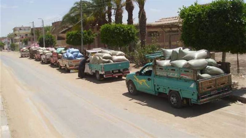 توريد القمح بالمنيا