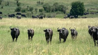 عاجل|  ملك يتسلق شجرة خوفا من هجوم جاموسة (صور)