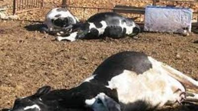عاجل|١٥٠ رأس ماشية ماتت من الجوع ببوتنام.. والشرطة أحضرت 