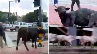 عاجل| 17 بقرة تثير الرعب في الشوارع بعد هروبها من السلخانة (فيديو)