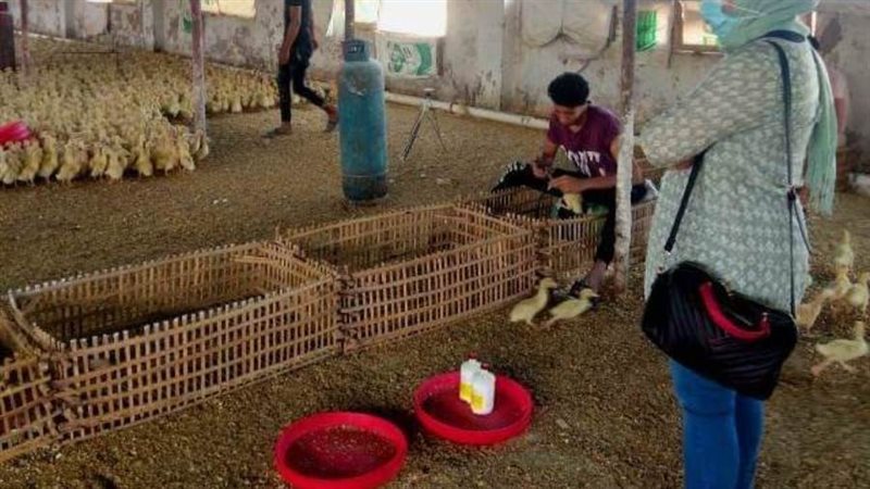 تحصين الطيور