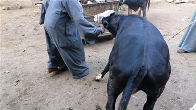 تحصين 113 ألفاً و872  رأس ضد الجلد العقدي والجدري ببني سويف