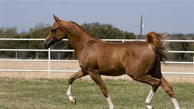 صهيل الخيول يدوى فى العاصمة الإدارية.. تعرف على تفاصيل المشروع العالمى 