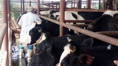 فحص 1880 رأس ماشية ضد البروسيلا والسل البقري بالشرقية 