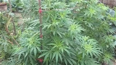 عاجل..ضبط فلاح زرع ”البانجو“ وسط الذرة بـ”المنوفية“