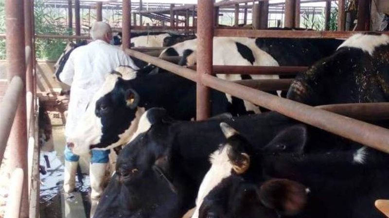 فحص الماشية