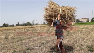 خاص| العمال الزراعيون نموذج مشرف للكفاح المستمر بكفرالشيخ 