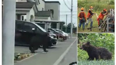 عاجل| تفاصيل معركة الدب وجنود ثكنة عسكرية يابانية  (فيديو)