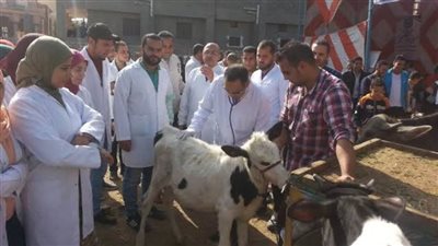 تحصين ٣٤٤ ألف رأس ماشية بمحافظة البحيرة