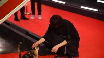 عاجل| حكاية القطة والوزيرة.. والطب البيطري يعترف بارتكاب الجريمة  (فيديو)