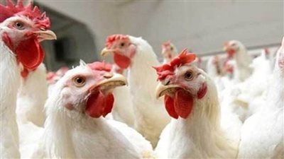 بورصة الدواجن اليوم| اسعار الدواجن الحية تستقر عند 33 جنيهاًً