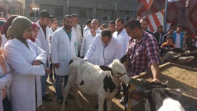 تحصين المواشى بالبحيرة