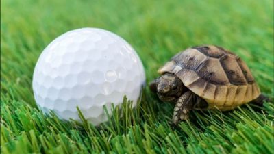 عاجل| مرض قاتل يظهر في أمريكا.. ينتقل عن طريق سلاحف الزينة