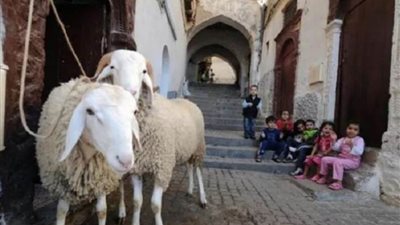 أضحية عيد الأضحى.. ما هو الأفضل في الأضحية من أنواع الأنعام؟.. الإفتاء تجيب