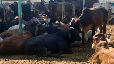 مصر الخير: نستهدف 40 ألف صك  أضحية والوصول إلى 2 مليون مستحق