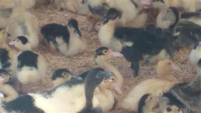 1750 مستفيداً من مشروع تنمية القرية 