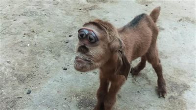 تداولت على مواقع التواصل.. نفوق 