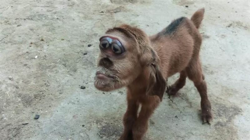 صورة متداوله للمعزة