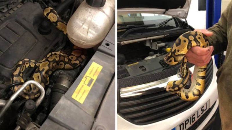 ثعبان مختبىء في المحرك