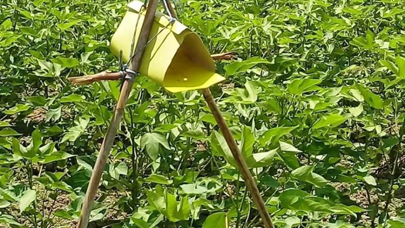 زراعة القطن بمحافظة