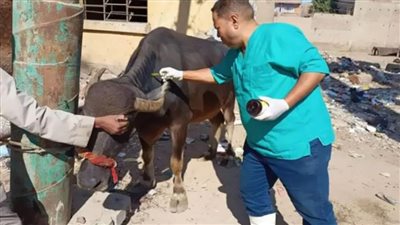 انطلاق حملة تحصين الماشية ضد الحمى القلاعية والوادي المتصدع بقنا بعد غدٍ