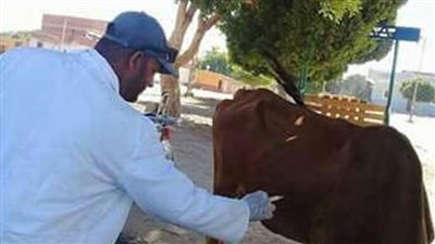 غدًا.. انطلاق الحملة القومية الثانية للتحصين ضد مرض الحمى القلاعية بالقليوبية