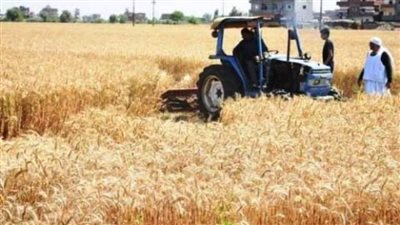 الحصاد الأسبوعي للمحصول الاستراتيجي الأول بالشرقية 