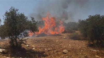 مستوطنون يهود يحرقون عشرات أشتال التين والزيتون غرب سلفيت