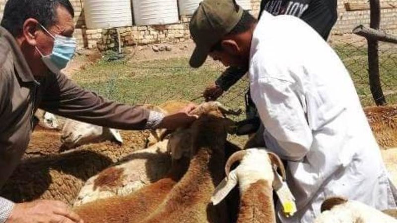 تحصين الأغنام ضد