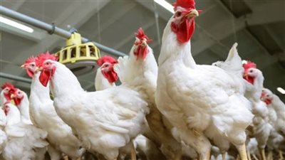 بورصة الدواجن الرئيسية اليوم| الفيليه يسجل 85 جنيها.. والرومى يسجل 100 جنيه 