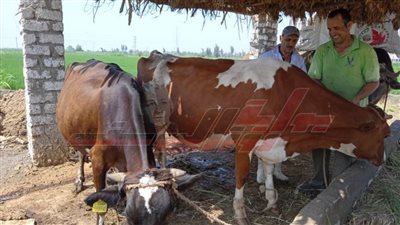 تحصين 36 ألف رأس ماشية بكفر الشيخ