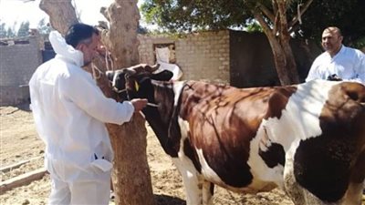 محافظ الغربية: تحصين 266554 رأس ماشية ضد الحمى القلاعية وحمى الوادي المتصدع