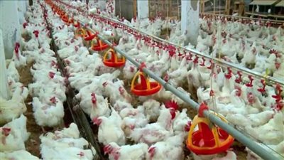 بورصة الدواجن اليوم| أسعار مستقرة وتوافر المنتجات أمام المواطنين  seo