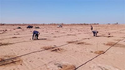 الزراعة تواصل رفع كفاءة الغابات الشجرية