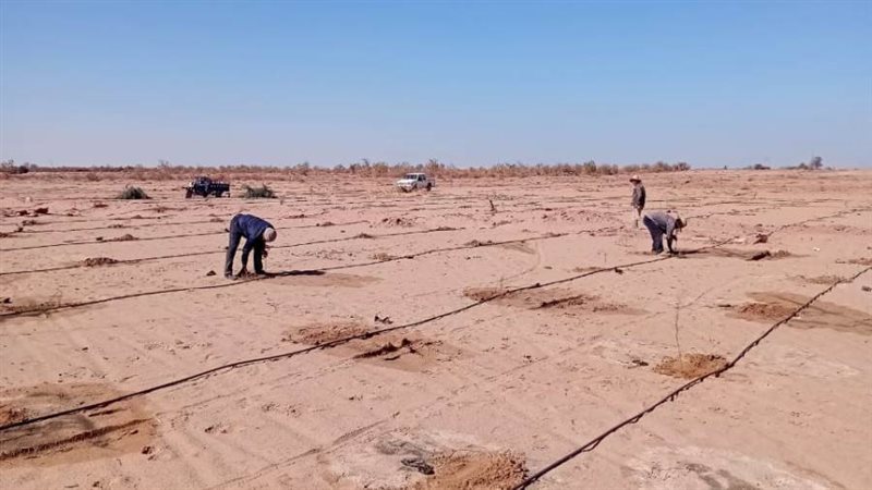 رفع كفاءة الغابات