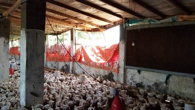 بروتوكول تعاون بين وزارة الزراعة والبنك المركزي لتطوير مزارع الدواجن بالبحيرة