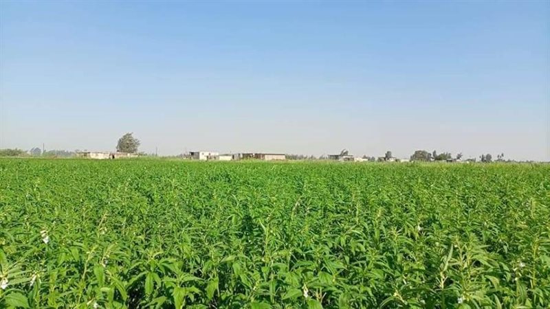 مزارع القطن بالاسماعيلية