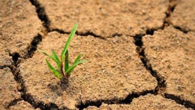 رابطة الجامعات الإسلامية تعقد مؤتمرا دوليا لمكافحة التصحر.. غدا 