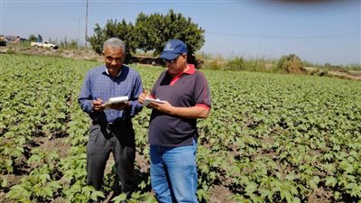 المكافحة الحقلية بزراعة البحيرة تتابع زراعات الذرة والمحاصيل الصيفية
