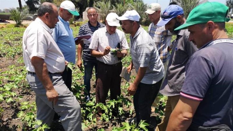 متابعة زراعات القطن