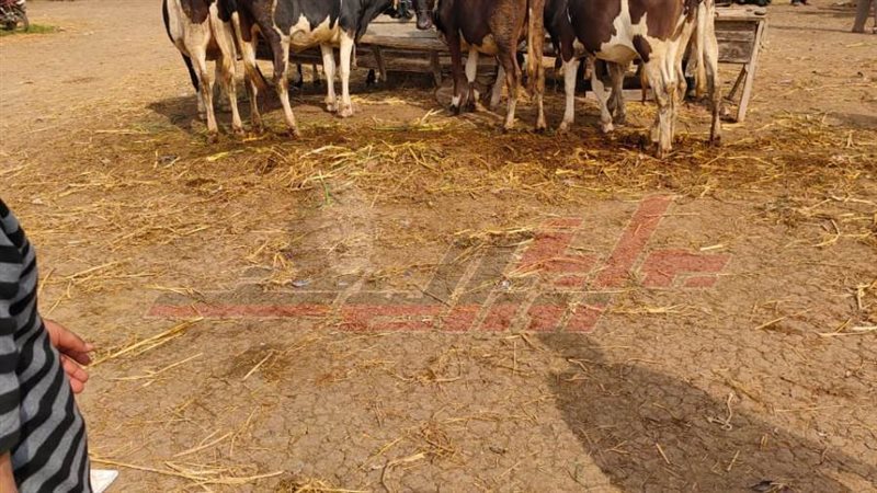 سوق مدينة بيلا