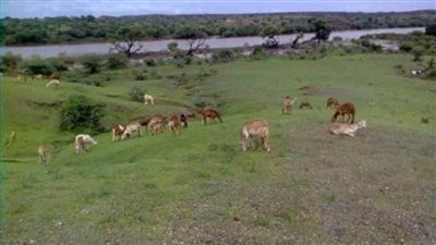 عاجل| ميليشيات أثيوبية تقتل وتنهب وتتوغل في الأراضي السودانية